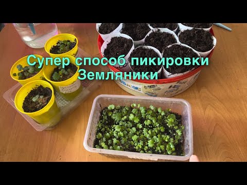 Видео: Пикировка земляники пучковым способом.