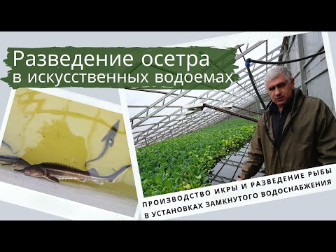 Видео: Разведение осетра в искусственных водоёмах. Производство икры и разведение рыбы в УЗВ