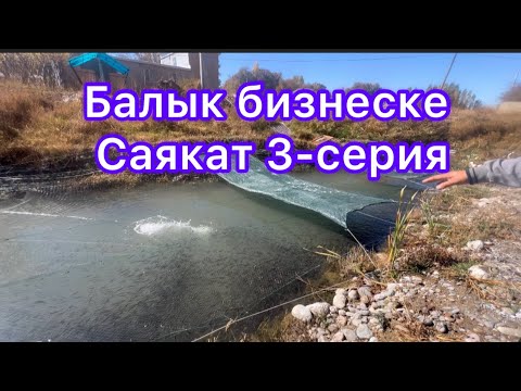 Видео: Балык бизнеске саякат Таласта~3-серия
