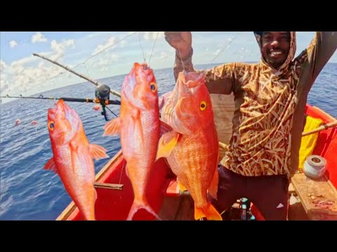 Видео: Огромные желтоглазые и королевские луцианы, пойманные на глубине менее 1000 футов