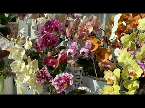Видео: Бабочки🦋, первые цветения орхидей, новые чудо удобрения