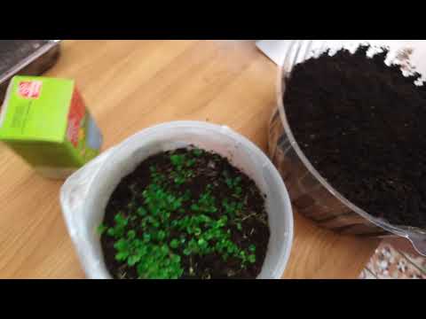 Видео: Комнатные растения. Сеем и пикируем сеянцы декоративно-лиственных бегоний.