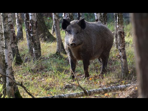 Видео: Лосиный остров. Лосиная биостанция