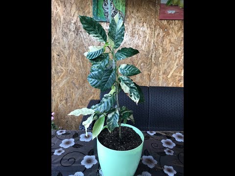 Видео: Coffea variegated, кофе вариегатный, пересадка, прививка