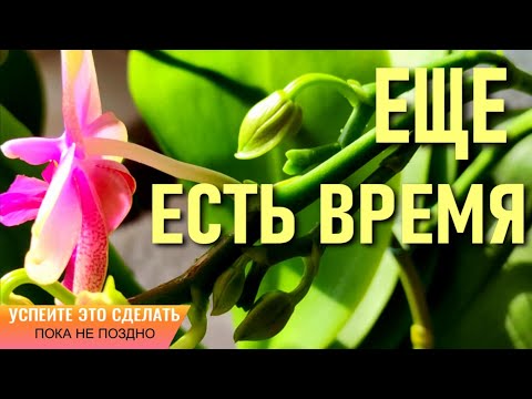 Видео: ВЫ ЕЩЁ УСПЕЕТЕ СДЕЛАТЬ ЭТО ДЛЯ ОРХИДЕЙ! ЭХО ЖАРЫ: ПОТЕРЯ КОРНЕЙ, ТУРГОРА ЛИСТЬЕВ И ТРОЙНЯ У ОРХИДЕИ!