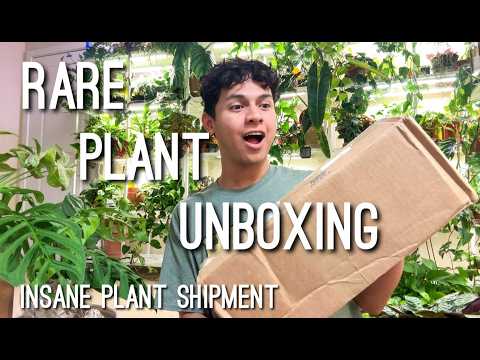 Видео: Необычные растения! Распаковываем РЕДКИЕ сансевьерии из суккулентной Азии!