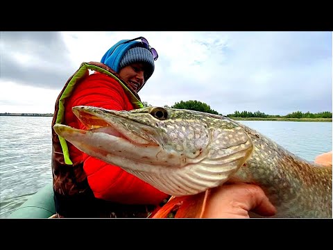 Видео: ВОТ ЭТО РЫБАЛКА!! ТАКИХ ЩУК мы давно не ловили!!