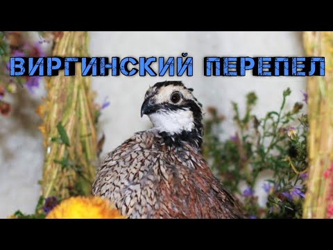 Видео: Виргинский перепел