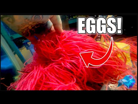 Видео: ЭТИХ ДОРОГИХ РЫБ ОЧЕНЬ ЛЕГКО РАЗВЕДАТЬ!