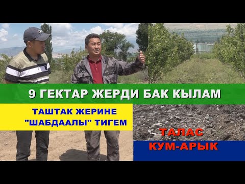 Видео: 9 гектар жерди АЛМА БАК кылам \\ Таштак жерге ШАБДААЛЫ жакшы осот