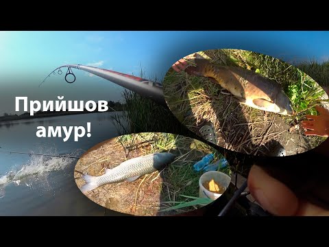 Видео: Прийшов амур!