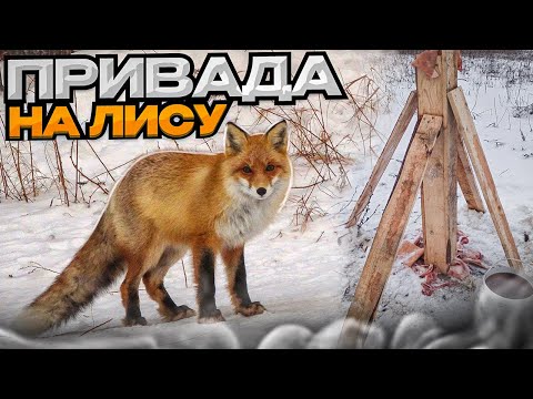 Видео: Привада на ЛИСУ.Охота с Лабаза.Хитрая Лиса на приваде.
