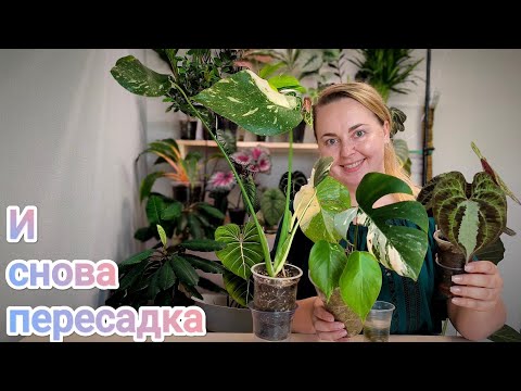 Видео: Пересадка Монстеры Тайское созвездие и Альба + диоскорея дисколор/что с корнями?