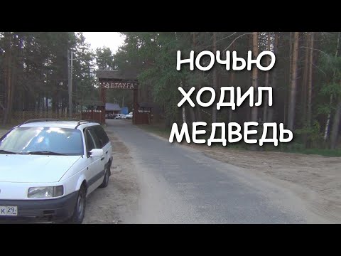 Видео: Шарья - Киров, тур база Ветлуга | Ночью подходил медведь... или лось... или кабан...