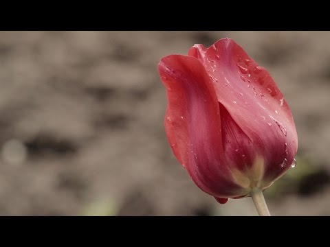 Видео: баба Неда от с. Микре - 101 г.