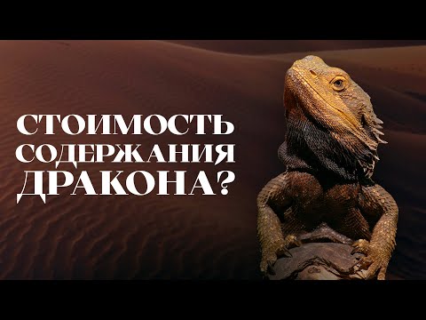 Видео: Сколько стоит содержать Бородатую Агаму?