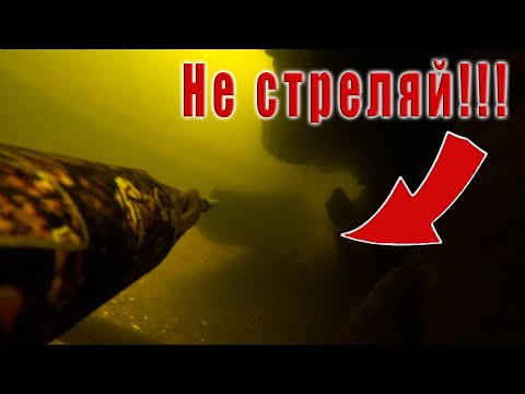 Видео: ТРОФЕЙНЫЙ СОМ И ТОЛСТОЛОБИК!!! ПОДВОДНАЯ ОХОТА 2023!!!