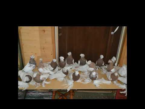 Видео: Голуби СНГ. 2