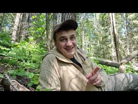 Видео: ОХОТА НА МЕДВЕДЯ С НЕ ПРАВИЛЬНЫМИ СОБАКАМИ