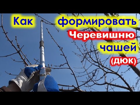 Видео: Как ОБРЕЗАТЬ ЧЕРЕВИШНЮ и другие дюки при ФОРМИРОВКЕ дерева ЧАШЕЙ.