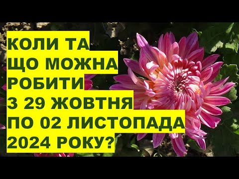 Видео: Коли та що робити  з 29 жовтня до 02 листопада 2024 року?