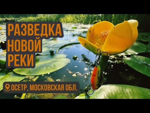 Видео: Утрянка на Оке и разведка на реке Осётр.