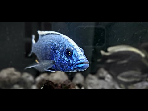 Видео: Малавийские цыхлиды. Мой аквариум.