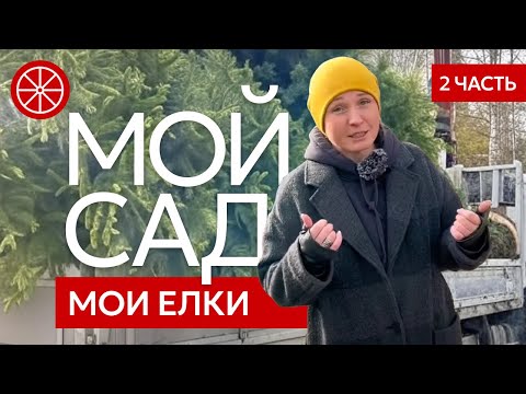Видео: Мой личный участок (2 часть). Временная парковка, крупномерные ели, фундамент под дубльдом #стройка