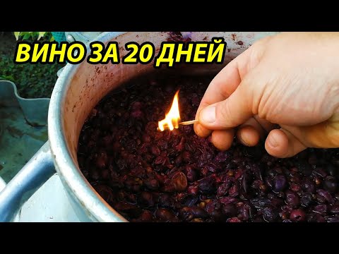 Видео: Вино для новичка за 20 дней,как сделать вино из винограда,вино,домашнее вино из винограда