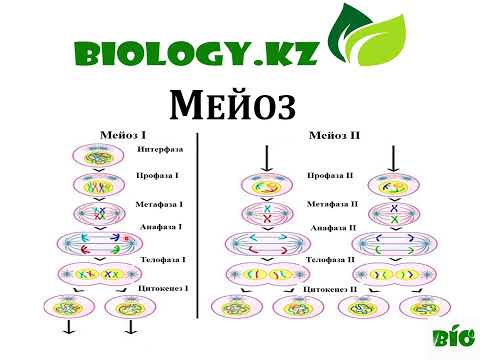 Видео: Мейоз. Мейоз қазақша. #жасуша #мейоз #биология #клетка