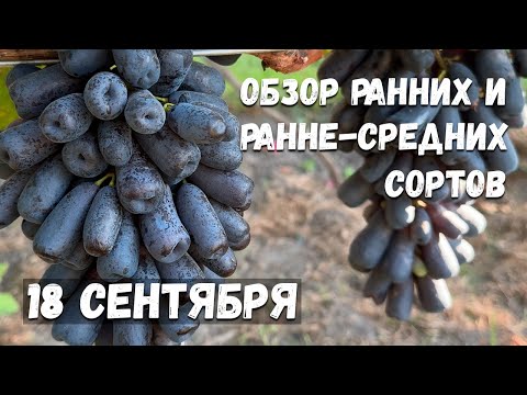 Видео: Ранне-средние сорта винограда в открытом грунте!