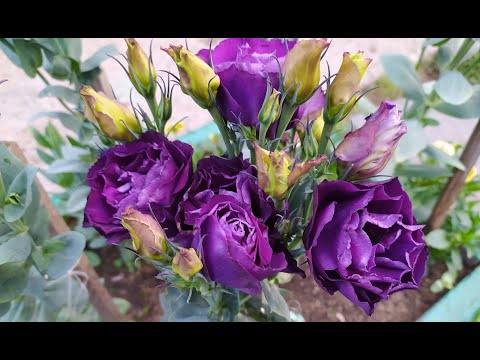 Видео: Эустома 2021