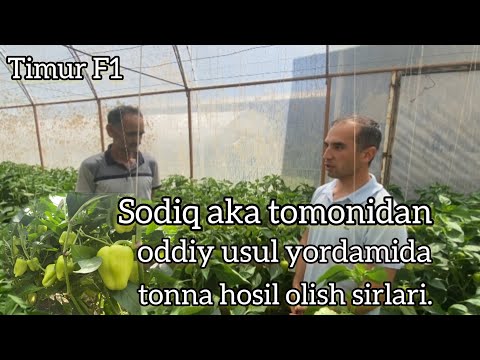 Видео: Timur F1 навини дехқонимиз Содиқ ака томонидан оддий усул ёрдамида тонна хосил олиш сирлари.
