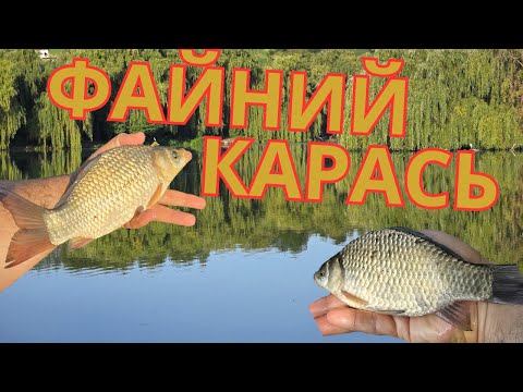 Видео: Острів кохання! рибалка на малівничому ставку! Файний карась!
