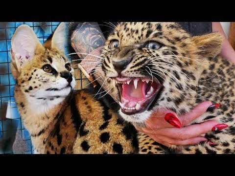 Видео: Кошка за миллион? A million for a cat?