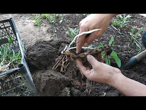 Видео: Альстромерия. Осенняя пересадка.