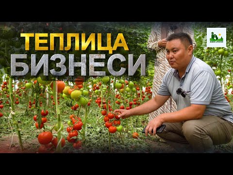 Видео: Теплицанын секреттерин таап түшүмдү көп алган айым.  6 айда 25 000$ Помидор менен.