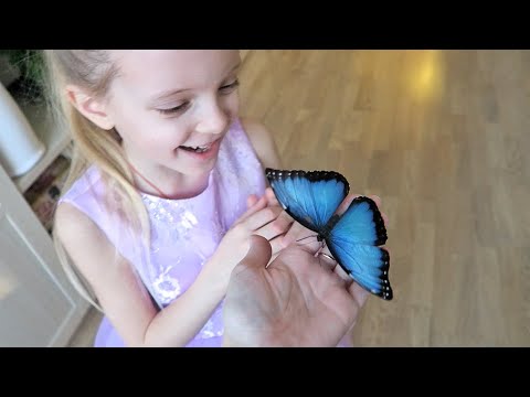 Видео: ВЛОГ У нас родилась бабочка! 21 февраля 2018