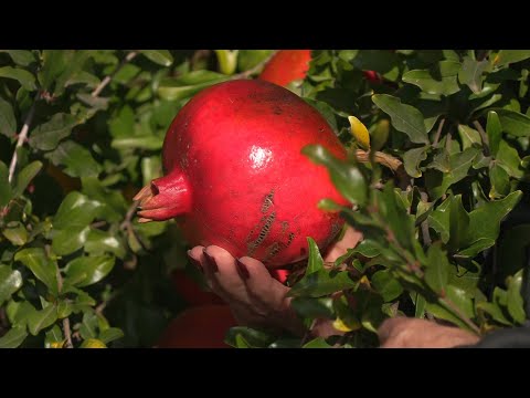 Видео: Гранат, хурма, голубика. Экзотика в Незавертайловке
