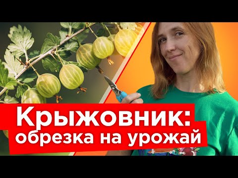 Видео: КРЫЖОВНИК БУДЕТ КРУПНЫМ И СЛАДКИМ ПОСЛЕ ТАКОЙ ОБРЕЗКИ ОСЕНЬЮ! Уход за крыжовником в сентябре