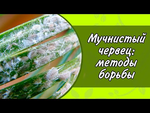 Видео: МУЧНИСТЫЙ ЧЕРВЕЦ: БОРЬБА