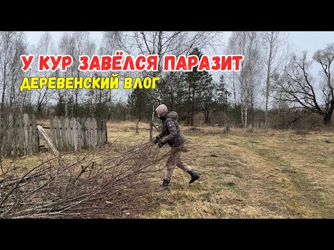 Видео: Паразиты у кур | Переезд из города в деревню