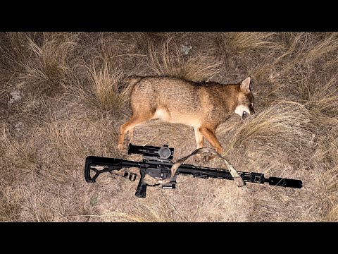 Видео: Удачный вечер охоты на шакала в Волгоградских степях. Прицел Sytong XM06-50LRF.