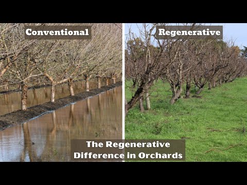 Видео: Регенеративный сад: путь фермы Frog Hollow к более здоровым почвам