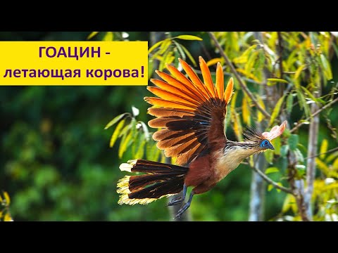 Видео: ГОАЦИН - птица с когтями на крыльях. Наталья Носова