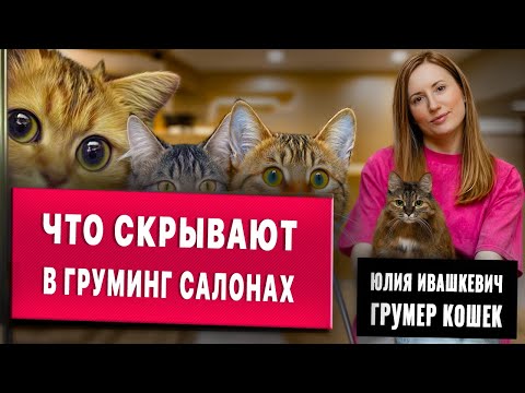 Видео: Топ-25 мифов о груминге кошек | Это не говорят в салонах