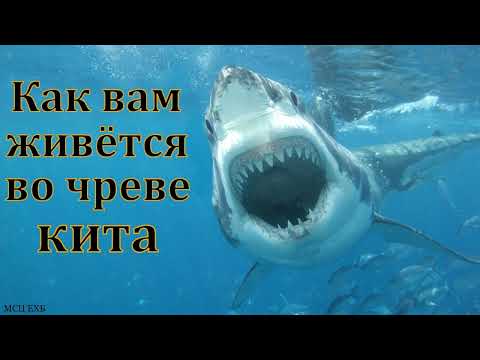 Видео: "Как вам живётся во чреве кита?".В. В. Перевозчиков. МСЦ ЕХБ