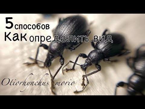 Видео: КАК ОПРЕДЕЛИТЬ ВИД насекомых для коллекции, и натуралистики.
