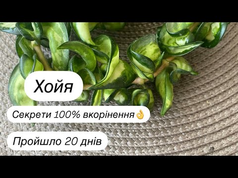 Видео: Хойя. Результати вкорінення/Hoya. Rooting results.