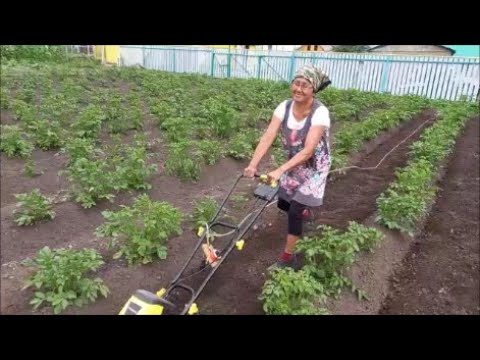 Видео: Прополка  и  культивация междурядий картофеля  Электрическим  культиватором YT5601👍
